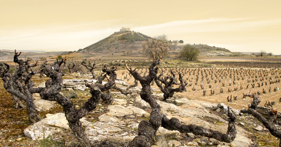 Visita  cata de 5 vinos