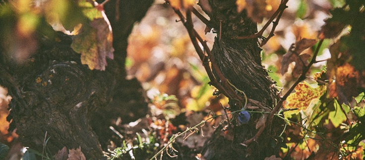 Experiencia Tovar Bodega de bodegas